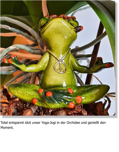 Total entspannt sitzt unser Yoga-Jogi in der Orchidee und genießt den Moment.